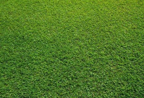 又什么又什么的草地又什么又什么的草地一年级