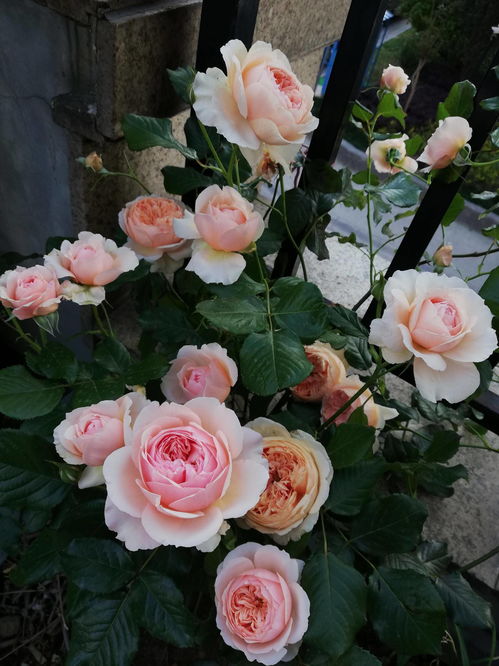 乐天派月季乐天派月季优缺点