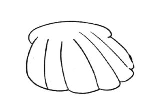 怎么画贝壳?