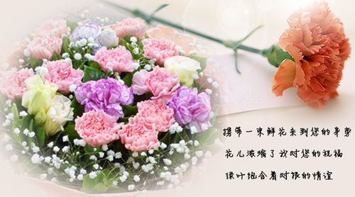 不同颜色康乃馨花语图片