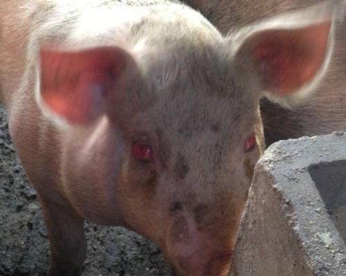 b 眼睛发红,有些水肿,还会痛.