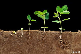 黄豆的生长过程是怎么样的?