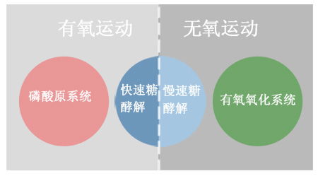 每天坚持做无氧运动,有什么好处?