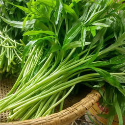 蒌蒿是什么意思蒌蒿满地芦芽短中的蒌蒿是什么意思