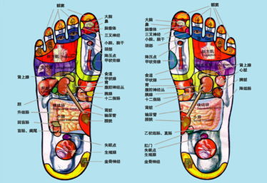 脚掌图片各部位名称