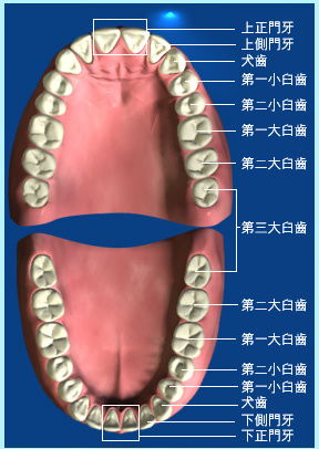 牙齿分布图解及名称图片