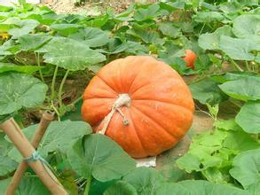 窝瓜和南瓜的区别 窝瓜和南瓜是一样的吗