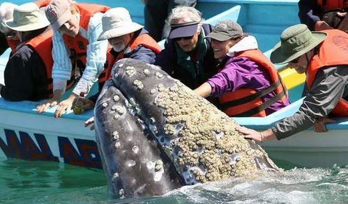 为什么鲸鱼身上有这么多藤壶,藤壶对鲸鱼有什么危害吗?