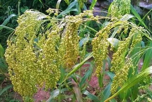 黍是什么意思黍是什么意思怎么读