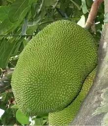 菠萝蜜和菠萝有啥关系