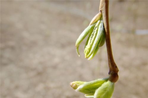 柳树的发芽过程