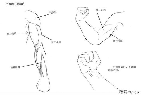 手臂各个部位名称图手臂各个部位名称图解