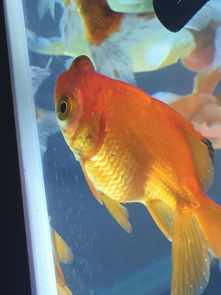 金鱼身上长白点了怎么办?