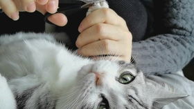 如何给猫咪剪指甲?