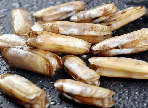 牡蛎、蛏、花蛤、泥蚶怎么读?