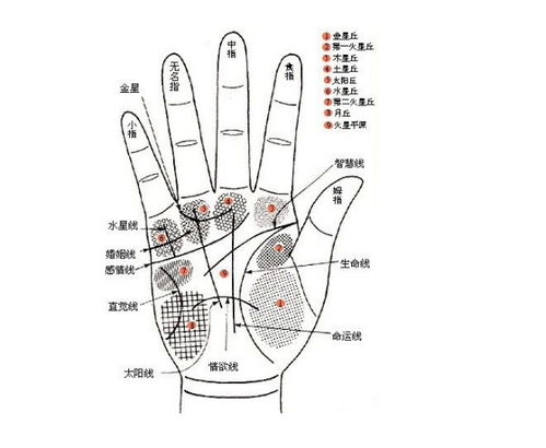 手掌生命线是哪条手掌生命线是哪条图片