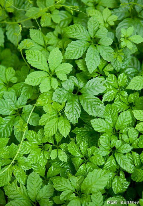 市售的山蜜草不是一种具体植物,而是