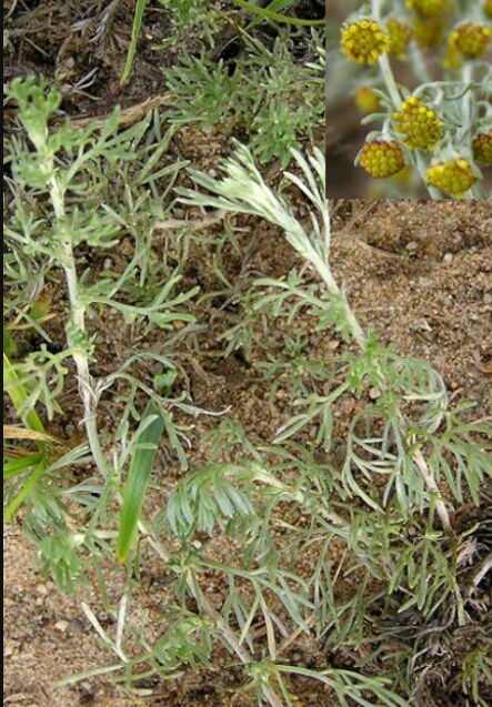 白蒿有什么功效