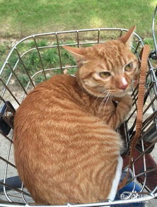 猫咪如何剪指甲