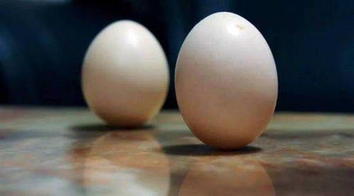 春分竖鸡蛋的由来