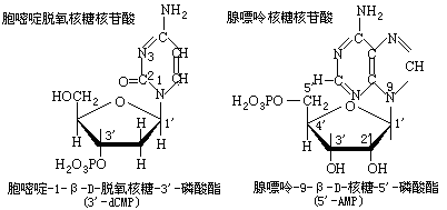 脱氧核糖是什么脱氧核糖是什么梗