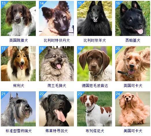犬类品种大全 大型图片