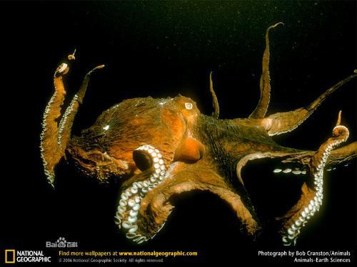 在前往北极的途中,他们在大约150米深的海水中遭到了巨型章鱼的袭击.