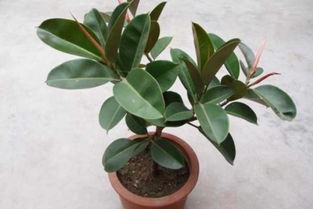 橡皮树有哪些修剪方法?