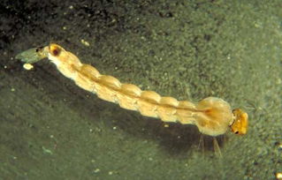 蚊子的幼虫叫什么