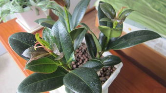 看看我的橡皮树怎么修剪?