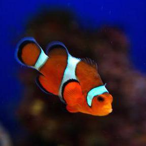 热带鱼的繁殖一般要几天?一般在什么季节繁殖?