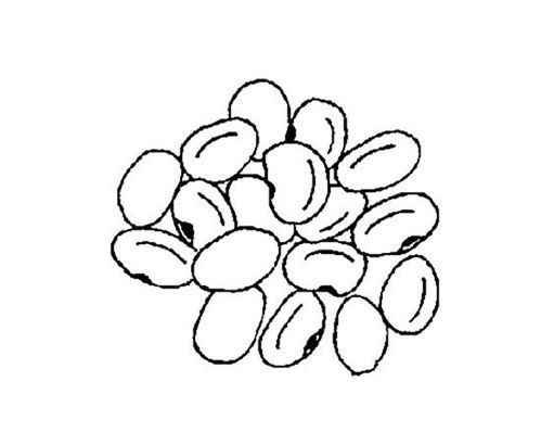 一粒种子一个月后是什么样子简笔画?