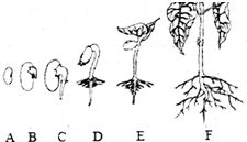 哪些水果有种子简笔画