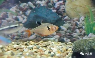 金鱼和热带鱼的繁殖周期是多长时间