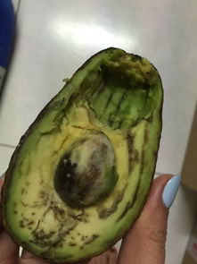 牛油果很硬能吃吗