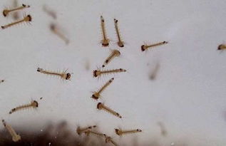 蚊子的幼虫“孑孓”这两个字该怎么读?