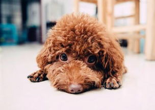 怎么样看泰迪犬的年龄了?