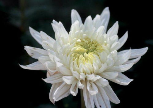 悼念刚去世的人的短句子有哪些?