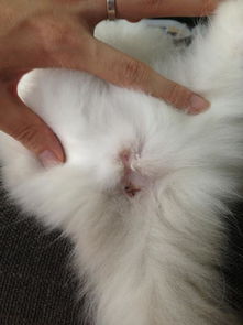 分辨小猫的公母,通常是根据外生殖器开口到肛门的距离来判断的.