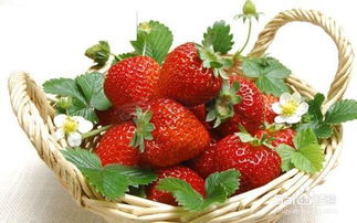 草莓的营养价值是什么?