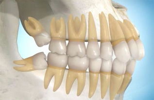 的牙齿的排列顺序,及其名字叫什么?