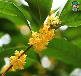 请问,桂花的花语是什么?