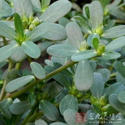 马齿笕可以食用吗?食用马齿笕有哪些功效?