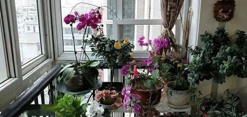 室内最好养的花排名