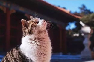 故宫里为什么会养那么多猫?