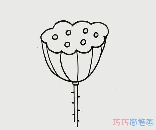 莲蓬简笔画莲蓬简笔画带颜色