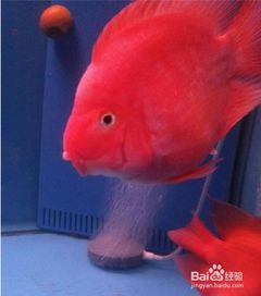 迷你鹦鹉怎么区分公母