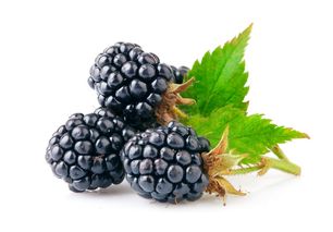 桑葚的作用是什么