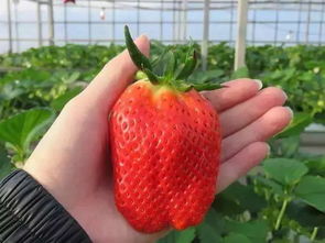 看上去畸形的大草莓是多倍体育种的结果,用人工的方法让植物内部细胞