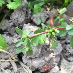 马齿苋的功效有哪些,食用方法有哪些呢?
